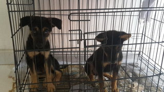 2 Cute Puppies - Mixed Breed Dog