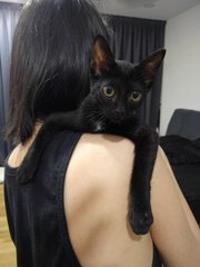 Coco - Domestic Short Hair Cat