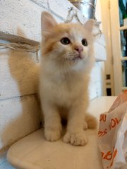 Luna - Extra-Toes Cat (Hemingway Polydactyl) Cat