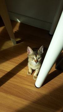 Popo1 - American Curl + American Shorthair Cat