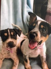 Chikko And Dukko - Cattle Dog Mix Dog