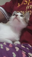  Ham - Domestic Medium Hair Cat