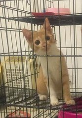 Kaya Kok - Domestic Short Hair Cat