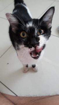 Momo - Domestic Medium Hair Cat