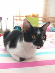 Momo - Domestic Medium Hair Cat