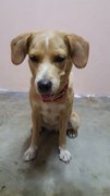 Marley - Golden Retriever + Labrador Retriever Dog