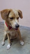 Marley - Golden Retriever + Labrador Retriever Dog