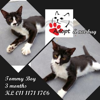 Tommy Boy (Rip) - Domestic Short Hair Cat