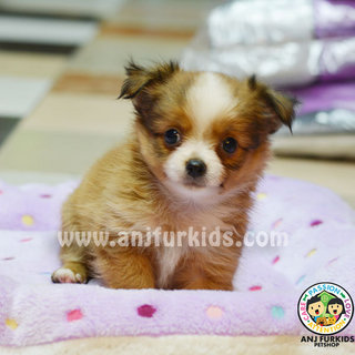 Qu1ality Long Coat Chihuahua Puppies - Chihuahua Dog