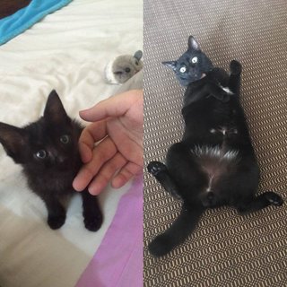 Left side is the first day I brought him home. Right side is now