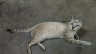 Sausau - Siamese + Domestic Short Hair Cat