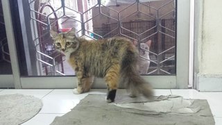 Ah Mei (Fox) - Domestic Medium Hair Cat