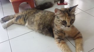 Ah Mei (Fox) - Domestic Medium Hair Cat