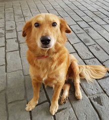 Libby (Adopted) - Mixed Breed Dog