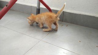 Little Pudding - Domestic Short Hair Cat