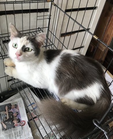 Sweetie - Persian + Domestic Medium Hair Cat