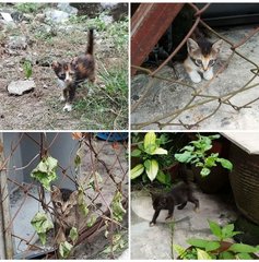 Kittens (Bulu Kembang, Furry) - Domestic Medium Hair Cat