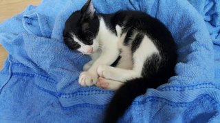 Affectionate Tuxy - Tuxedo Cat
