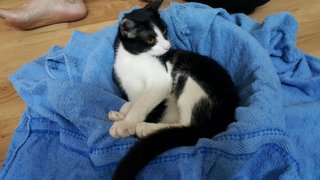 Affectionate Tuxy - Tuxedo Cat