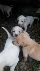 9 Puppies  - Mixed Breed Dog