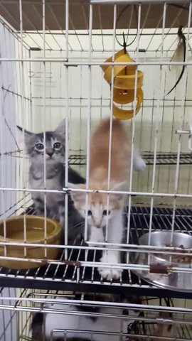 Kitten F2 - Domestic Short Hair Cat