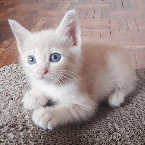 ❤ Esenia Love ❤ - Russian Blue + Domestic Short Hair Cat