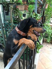 Duke - Doberman Pinscher + Rottweiler Dog