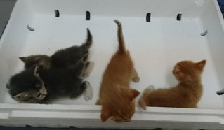 Simba1,simba2,grey1,grey2 - Domestic Medium Hair Cat
