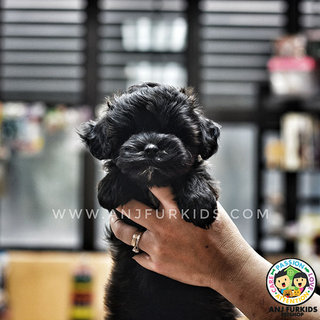 Adorable M1altese Mix Poodle Puppies - Maltese + Poodle Dog