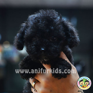 Quality Pe1arl Black Tiny Toy Poodle Pup - Poodle Dog
