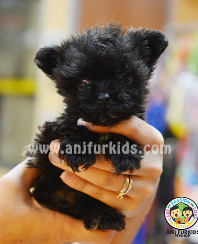 Quality Tiny Yorkshire M1ix Poodle Puppy - Yorkshire Terrier Yorkie + Poodle Dog