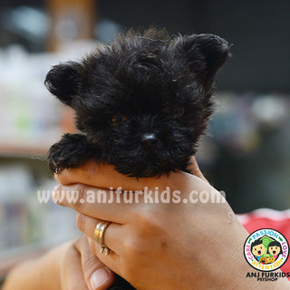 Quality Tiny Yorkshire M1ix Poodle Puppy - Yorkshire Terrier Yorkie + Poodle Dog