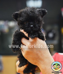 Quality Tiny Yorkshire M1ix Poodle Puppy - Yorkshire Terrier Yorkie + Poodle Dog
