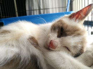 Mimi (Nugget) - Domestic Medium Hair Cat