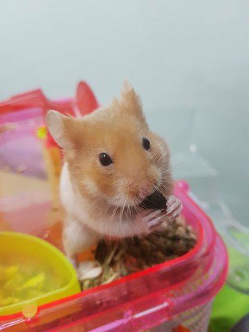 Hammy &amp; Bumbum - Syrian / Golden Hamster Hamster