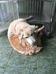 Gp - Labrador Retriever Dog