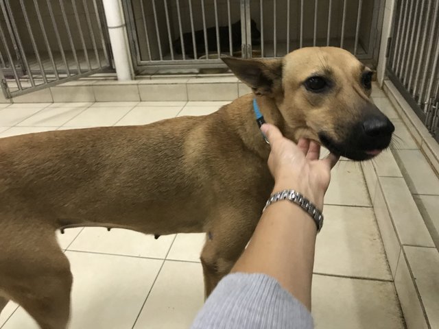 Brown Beanie - Hound Mix Dog