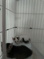 Abcd Kittens - Tabby + Domestic Short Hair Cat