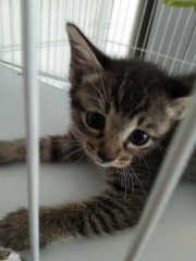 Abcd Kittens - Tabby + Domestic Short Hair Cat