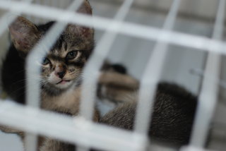 Abcd Kittens - Tabby + Domestic Short Hair Cat