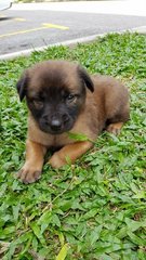 H4 - Mixed Breed Dog