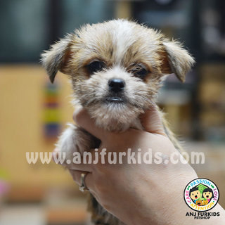 Adorable Female Shih Tz1u Mix Silky Terrier Pups - Shih Tzu + Silky Terrier Dog