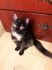 Bagheera - Domestic Medium Hair Cat