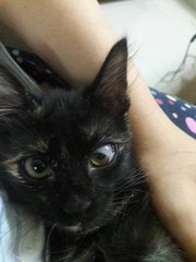 Bagheera - Domestic Medium Hair Cat