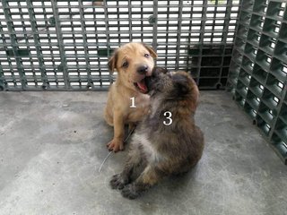 3 Puppies For Adoption  - Miniature Pinscher Mix Dog