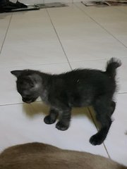 PF86742 - Siamese + Domestic Medium Hair Cat