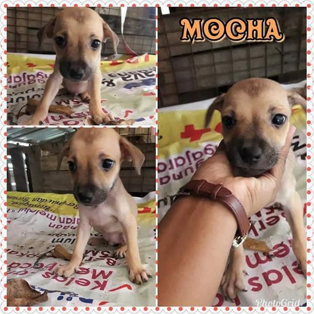 Mocha - Mixed Breed Dog