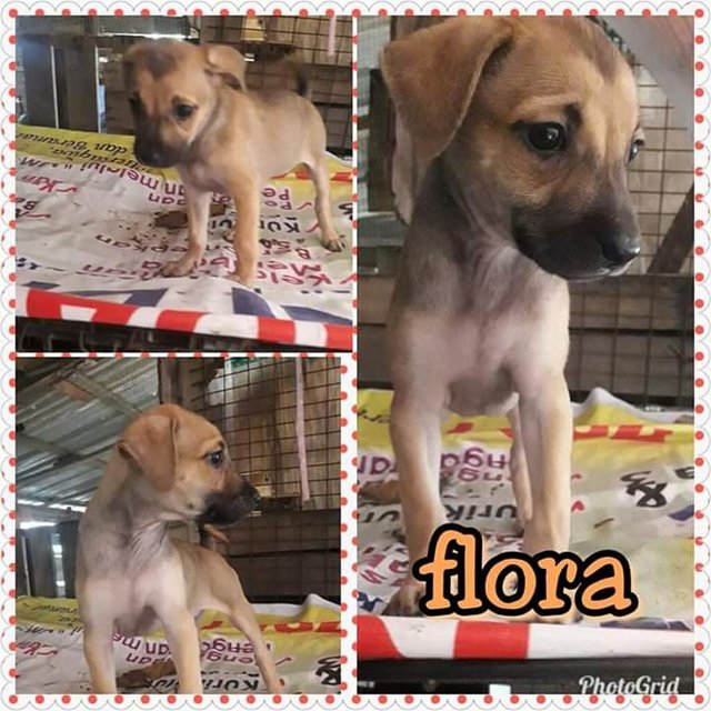 Flora - Mixed Breed Dog