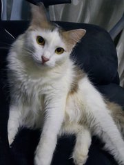 Kitten Ra16 - Domestic Medium Hair Cat