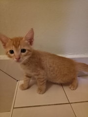 Kitten Ra17 - Domestic Short Hair Cat